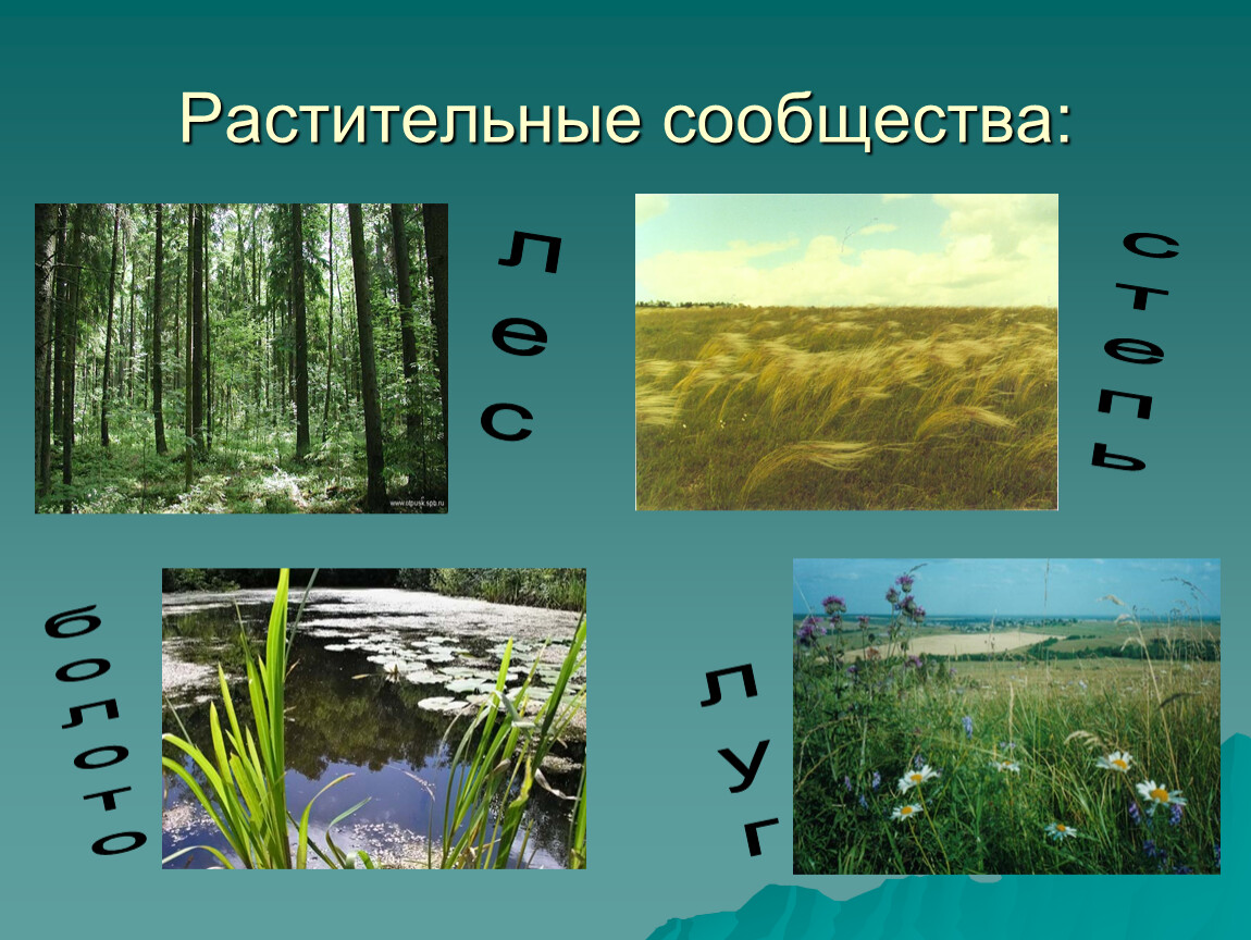 4 примера природных сообществ. Растительные сообщества луг лес степь. Растительные сообщества примеры. Растительное сообщество растений. Типы растительных сообществ.
