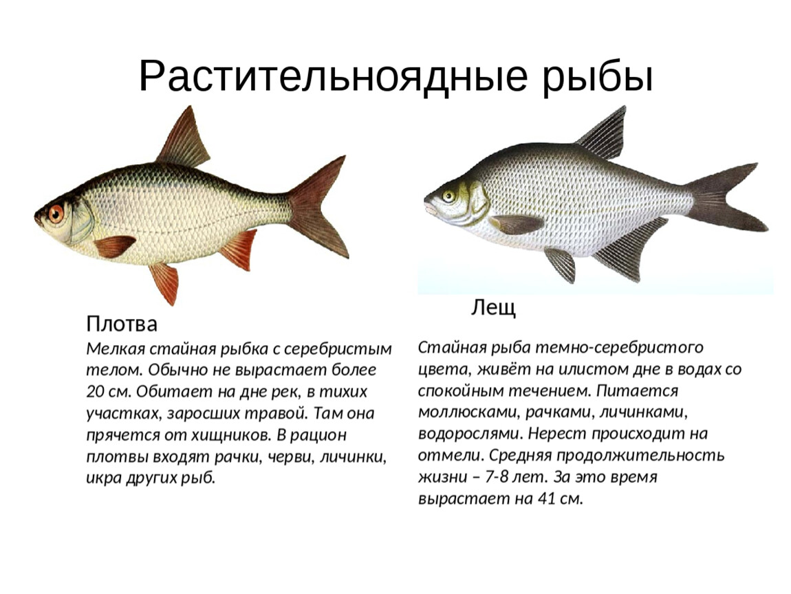 Какая рыба является. Растительноядные Пресноводные рыбы. Растительноядные рыбы названия. Травоядные рыбы речные. Рыбы Хищные и растительноядные.