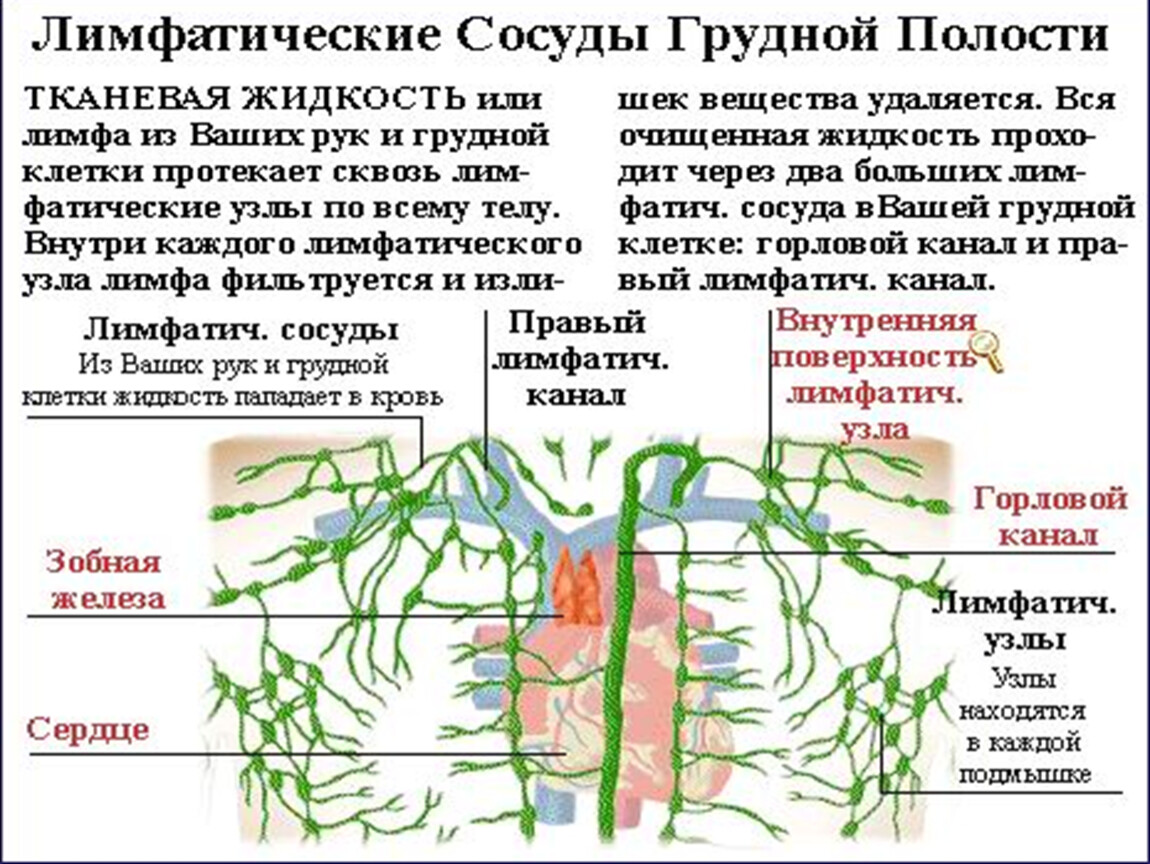 Лимфоотток в организме. Лимфатическая система, функции, строение лимфатического сосуда.. Лимфатическая система грудной клетки лимфоузлы. Лимфатическая система сосуды органы. Лимфатические узлы и сосуды схема.