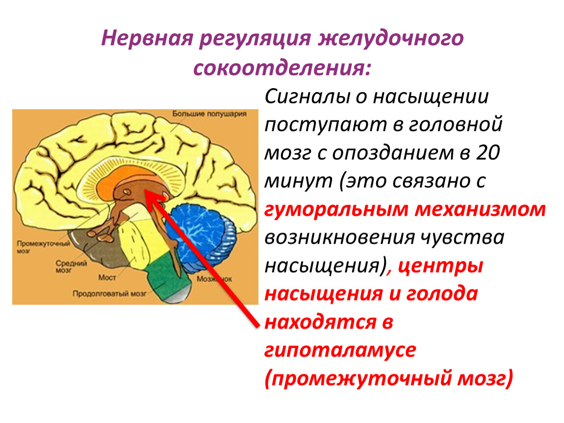 Свойство мозга отражать. Гипоталамус центр голода и насыщения. Центры головного мозга. Центры регуляции в головном мозге. Центр голода и центр насыщения в мозгу.