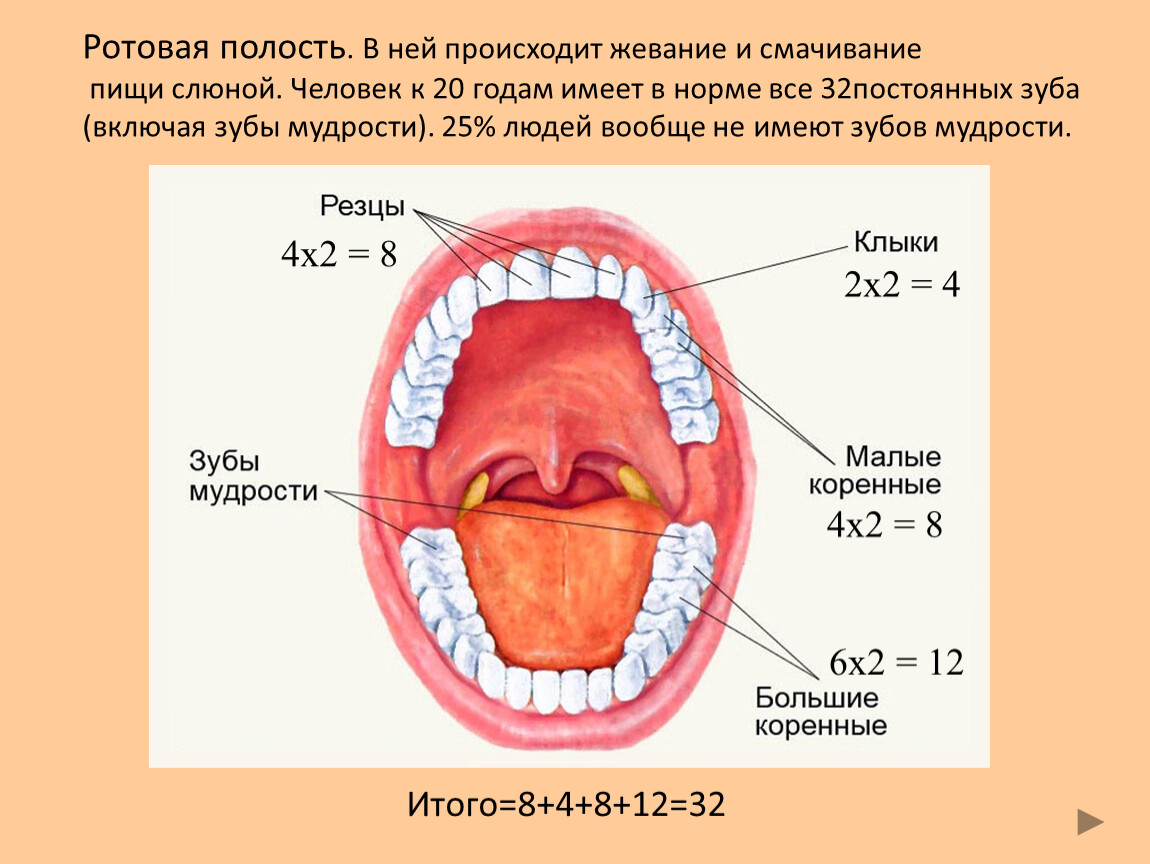 Ротовая полость норма. Пищеварительная система строение зуба. Строение ротовой полости зубы. Пищеварение в ротовой полости строение и функции зубов. Полость рта зубы анатомия.