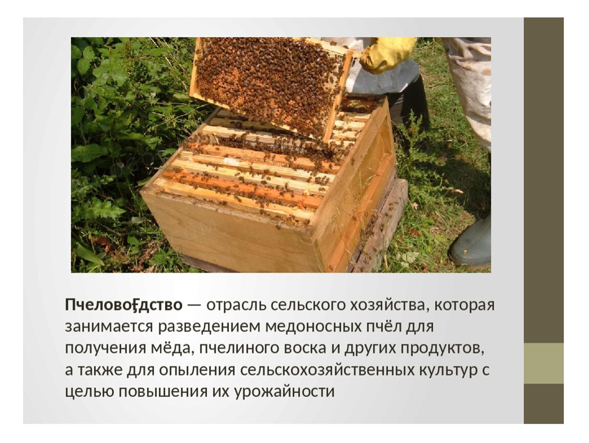 Пчеловодство доклад 3 класс. Пчеловодство доклад 3 класс окружающий мир. Отрасль пчеловодства. Пчеловодство проект. Пчеловодство отрасль сельского хозяйства.