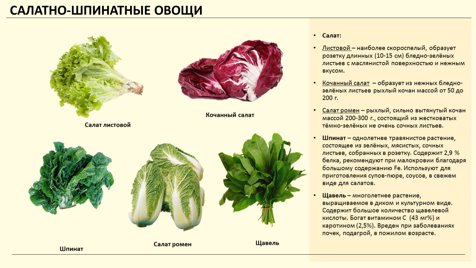 Полезные листовые овощи