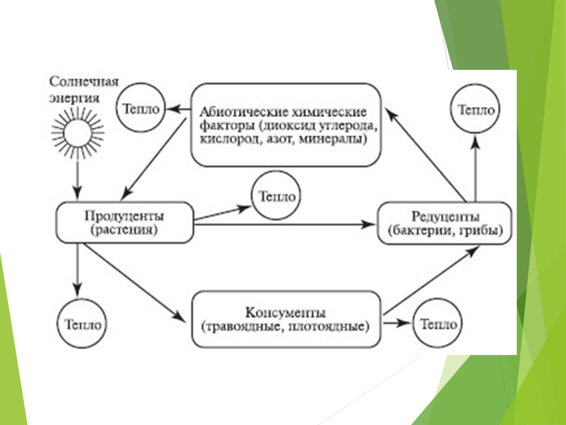 Презентация по теме цепи питания поток энергии 7 класс