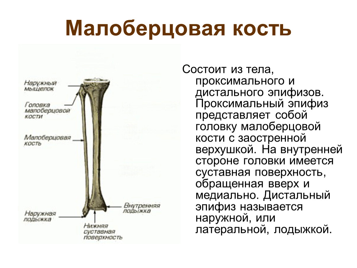 Образована тремя сросшимися костями. Большеберцовая кость анатомия. Дистальный отдел малоберцовой кости. Малая берцовая кость анатомия строение. Малоберцовая кость анатомия строение.