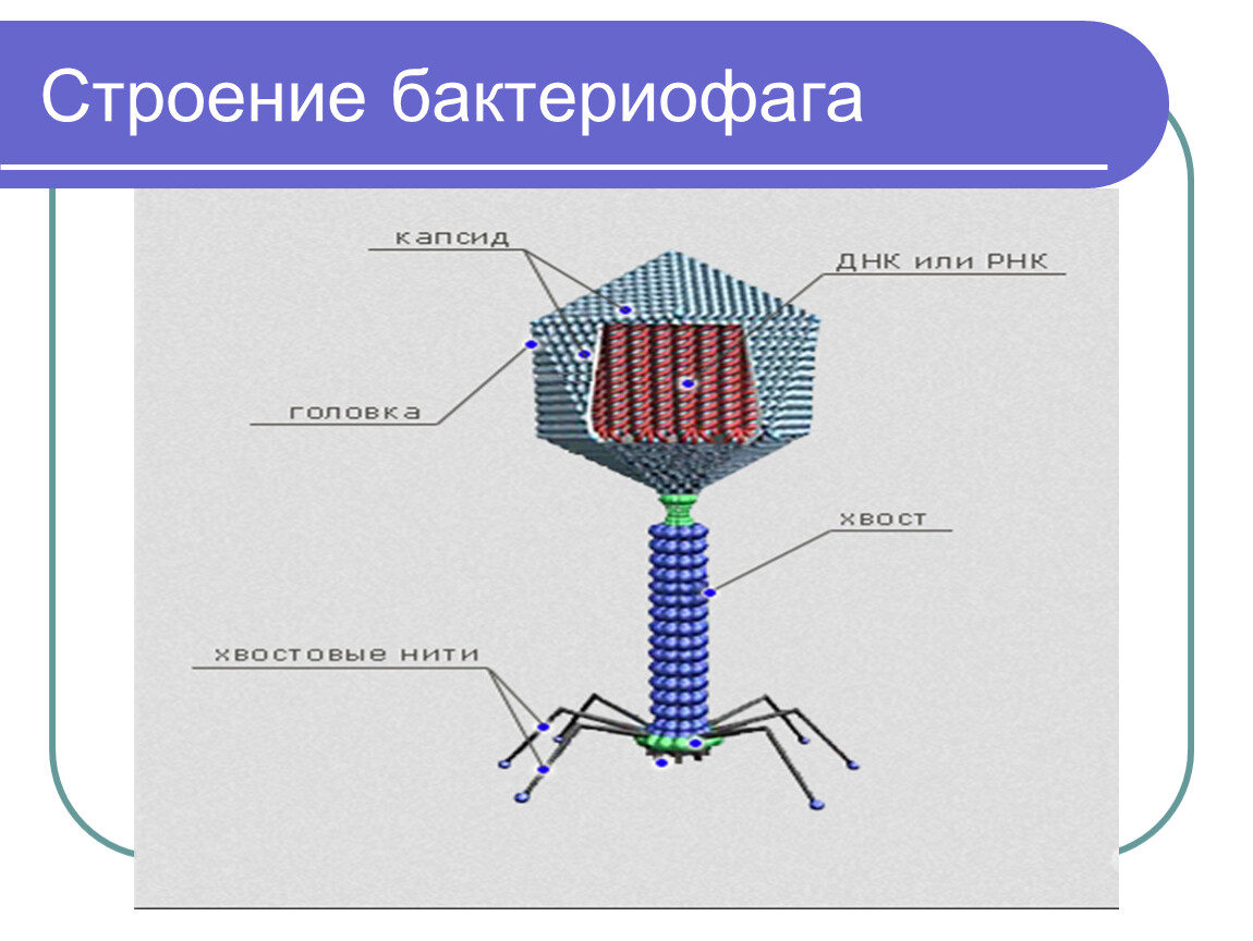 Схема строения бактериофага