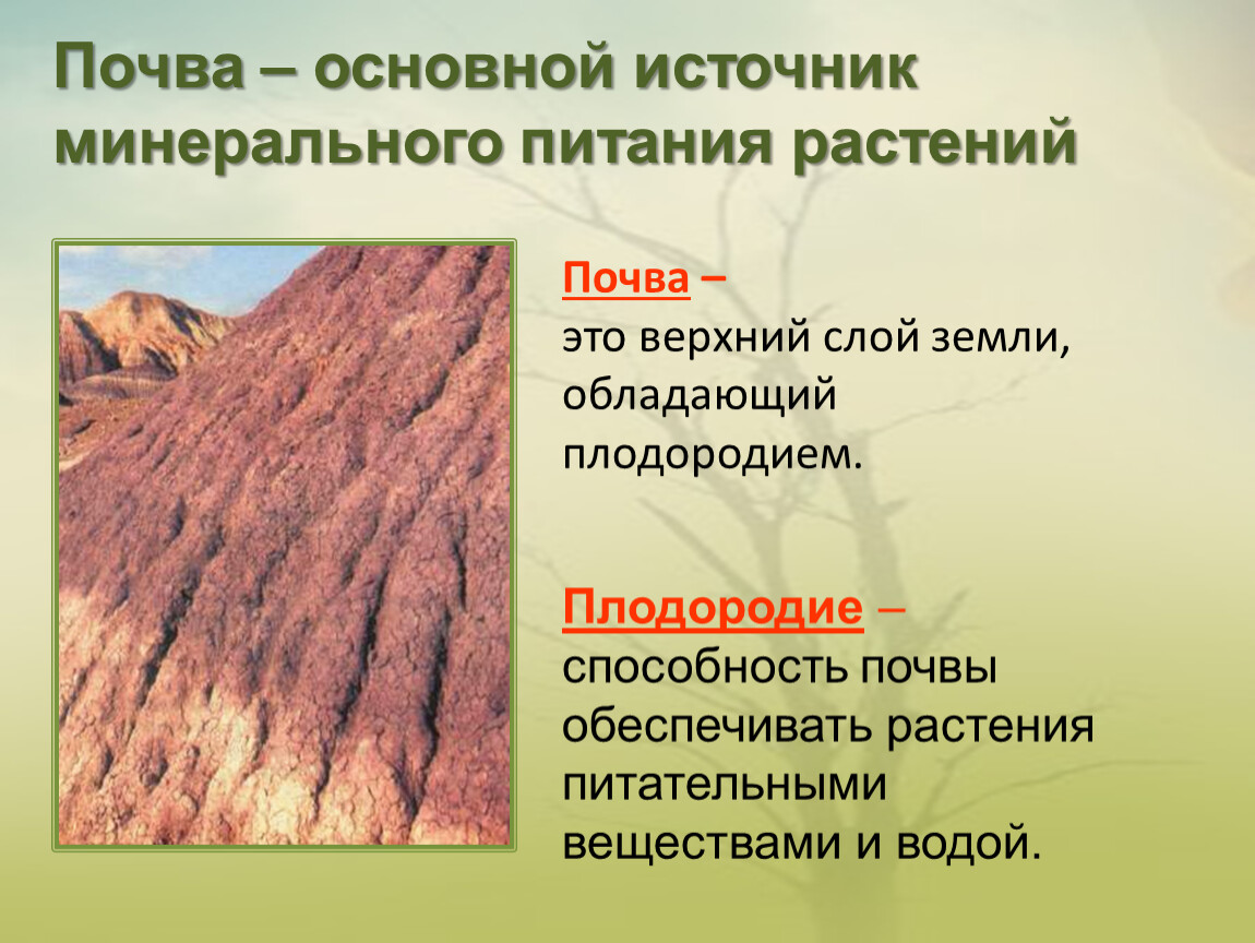 Питание почвы. Минеральное питание растений 6 класс. Минеральное почвенное питание. Минеральное питание растений презентация. Минеральное питание растений и значение воды.