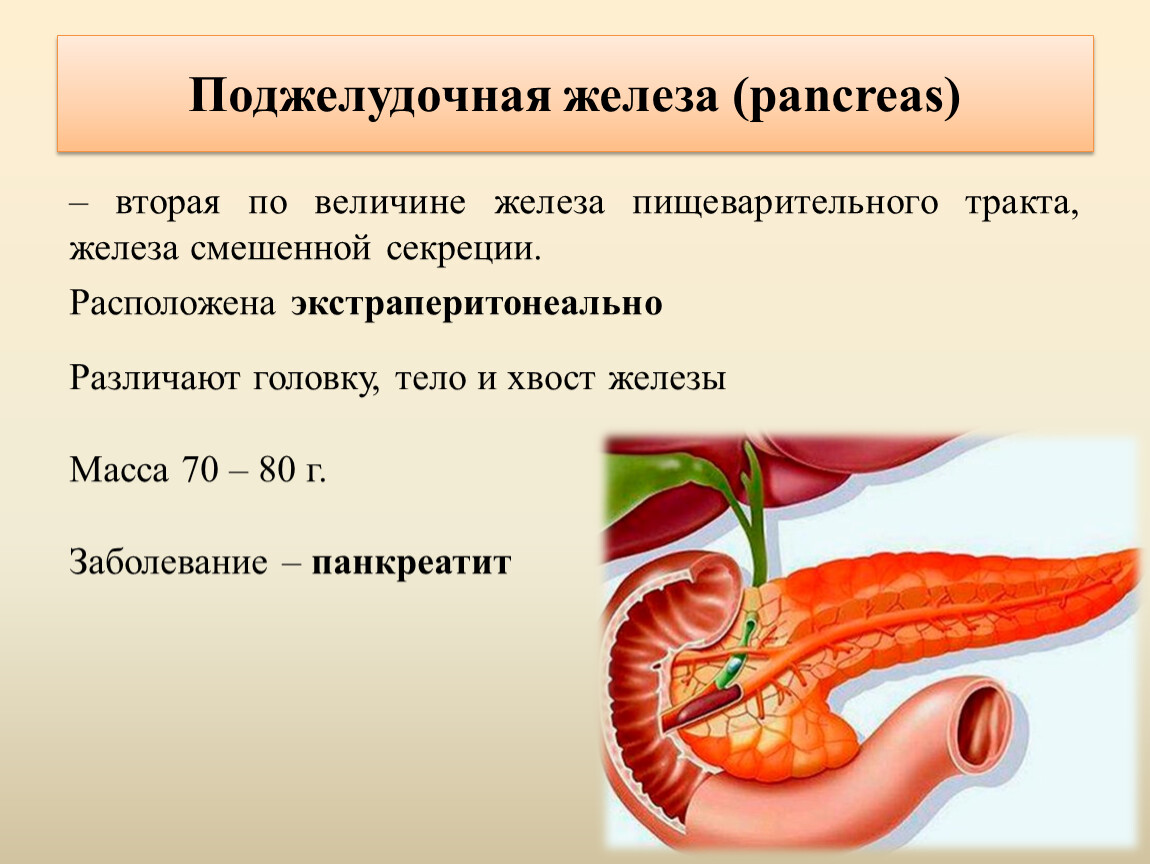 Роль пищеварительных желез. Физиология поджелудочной железы. Строение поджелудочной железы. Пищеварительная железа поджелудочная.