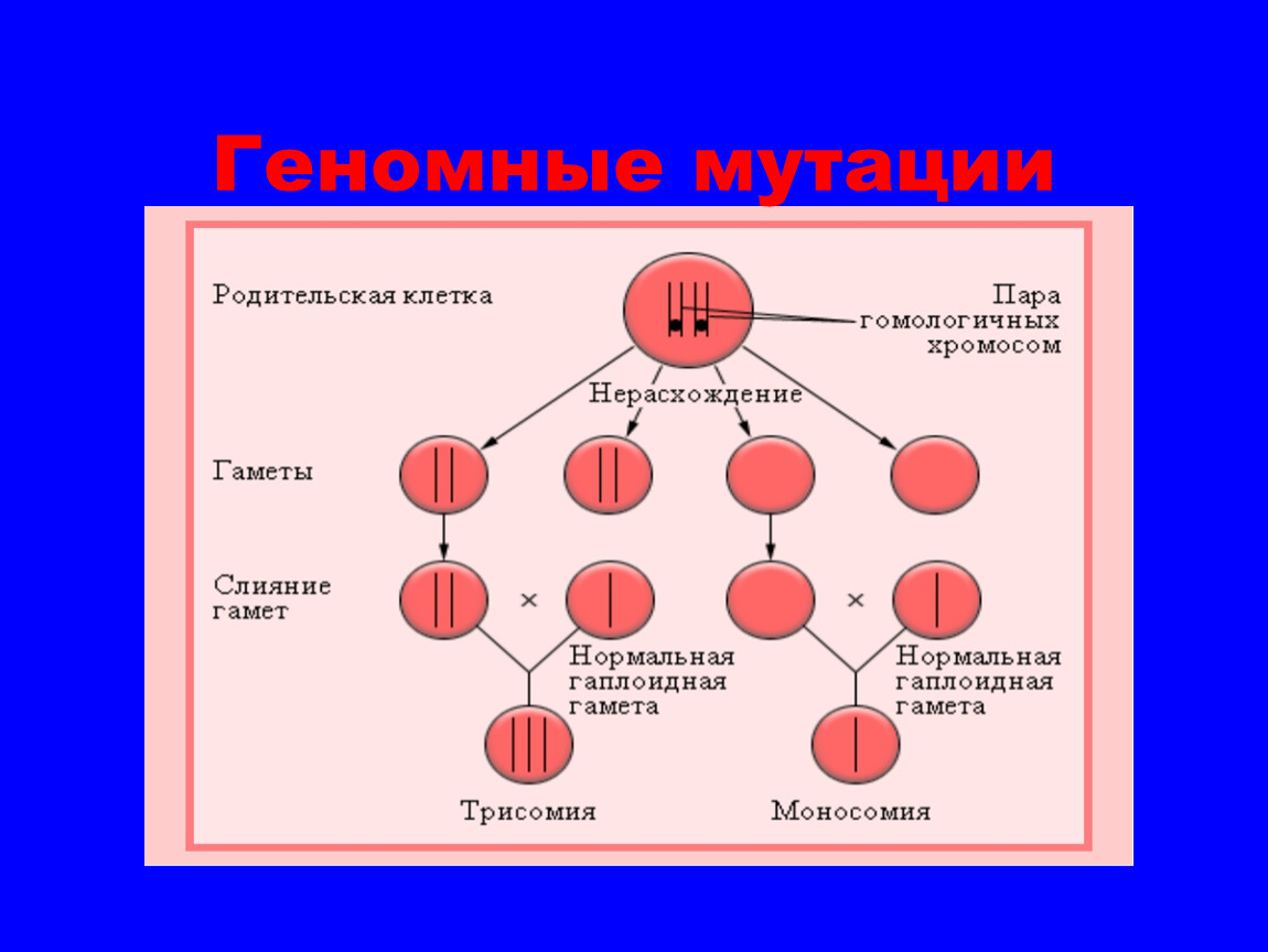 Геномные мутации проект