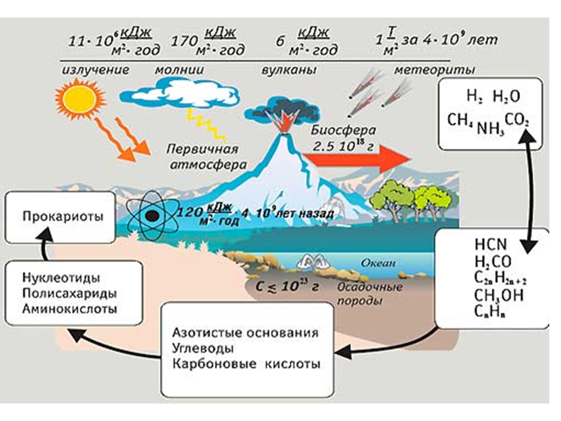 Схема возникновения жизни на земле - 94 фото