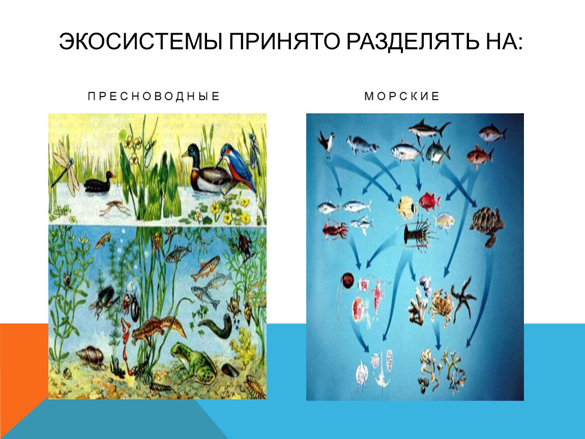 Изменения в водных экосистемах