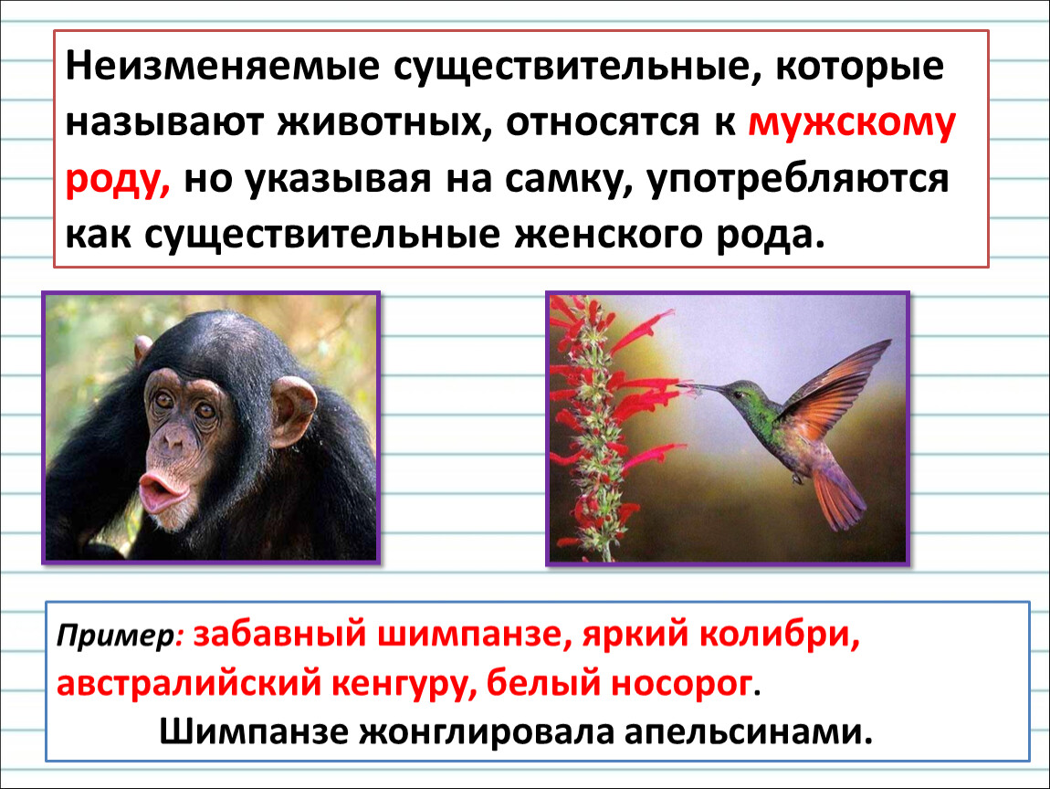 Какой род у слова шимпанзе