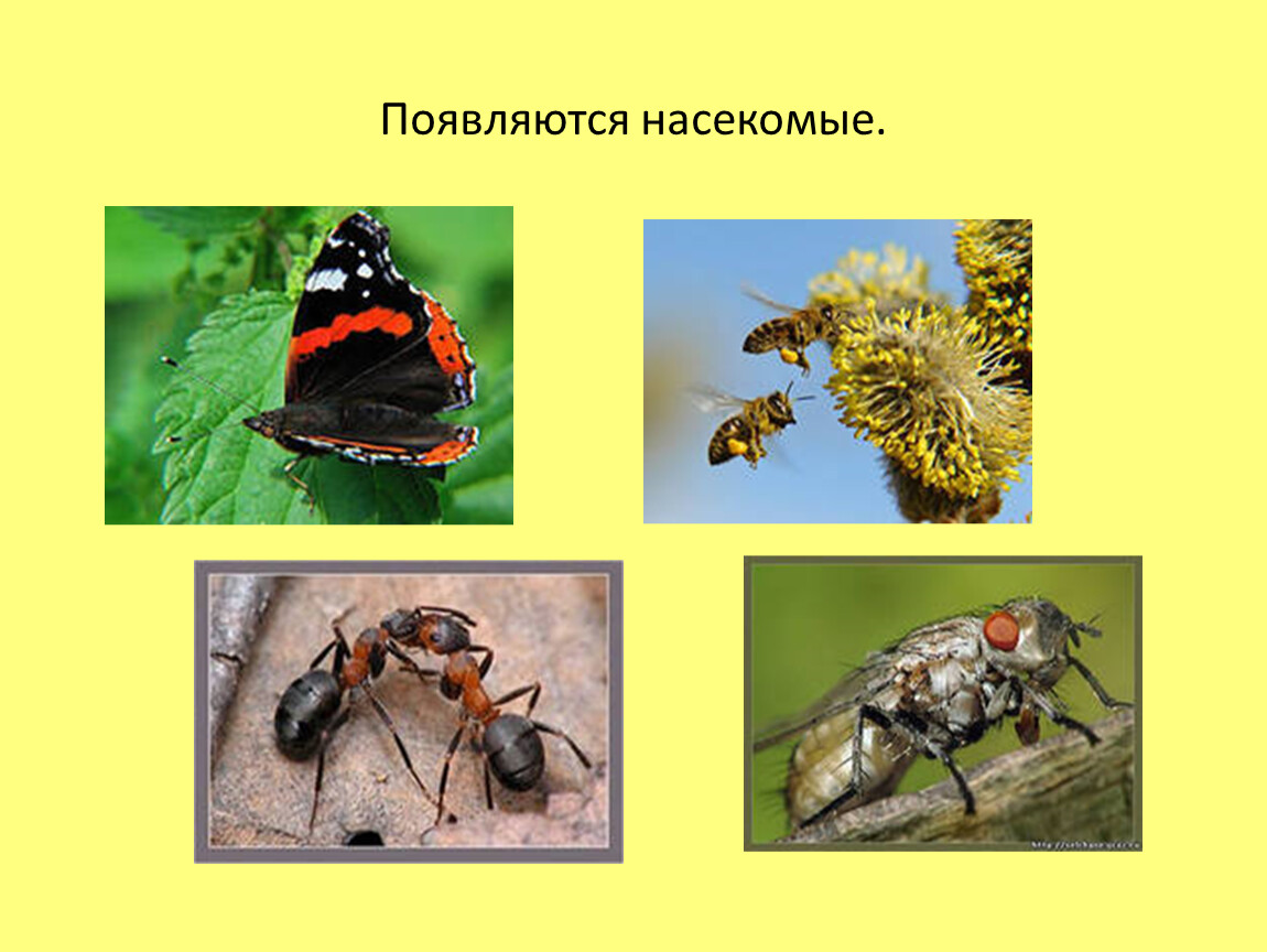 Адаптация насекомых к сезонным изменениям. Адаптация насекомых в природе. Насекомые весной изменения. Адаптация насекомых к сезонным изменениям в природе. Адаптация насекомых летом.