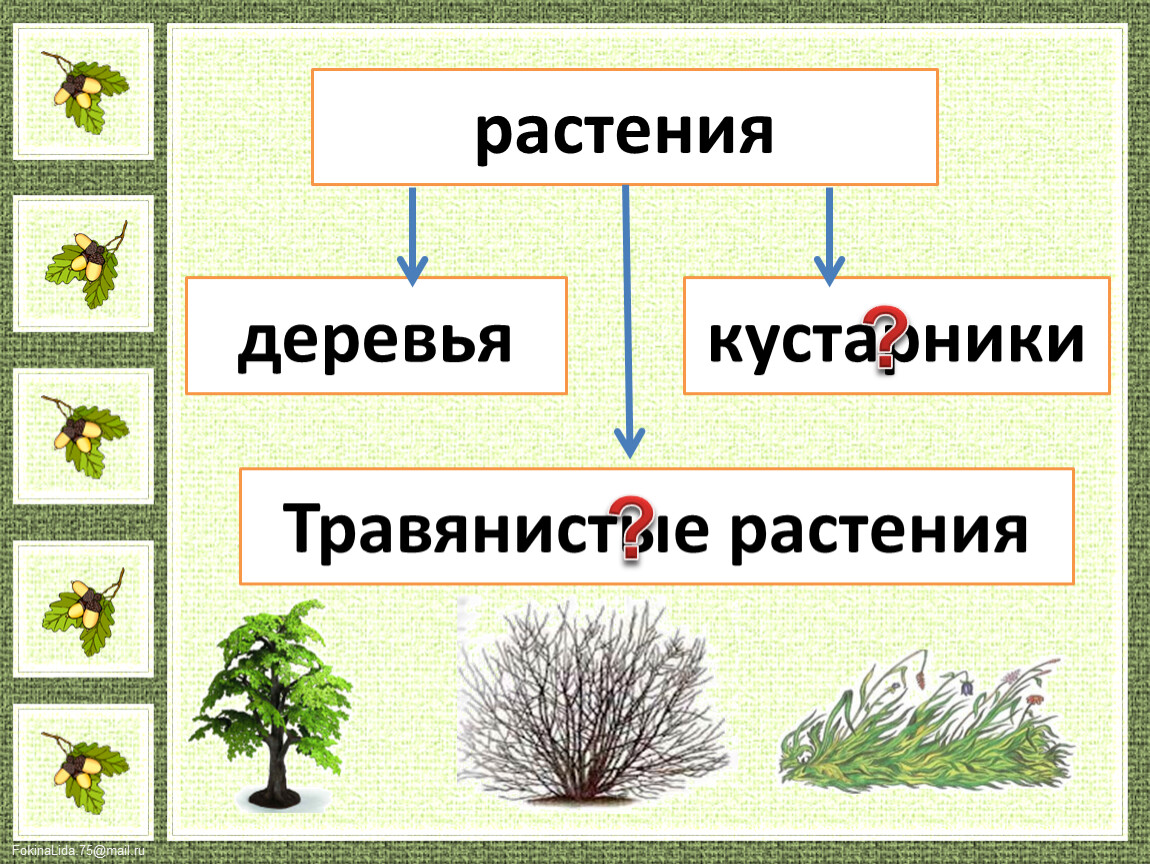 Рисунок дерева кустарника и травянистого растения 2 класс