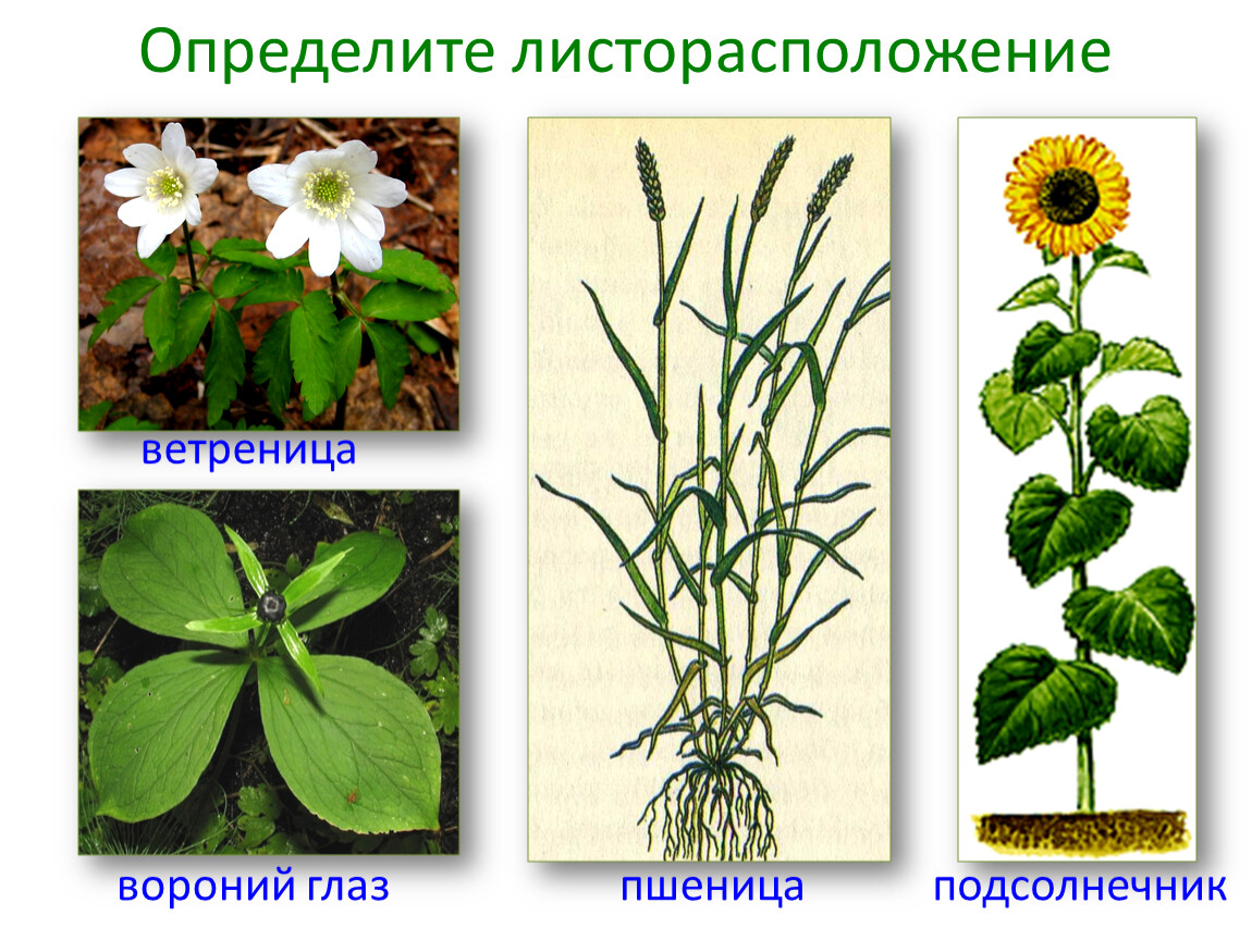 Определите тип листорасположения у растения на фотографии
