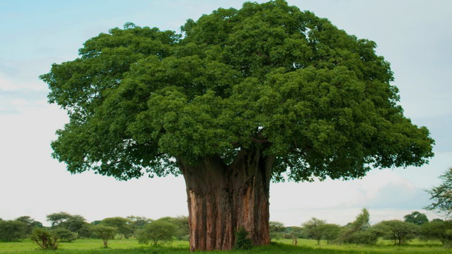 самые толстые деревья фото