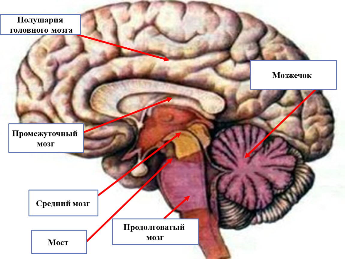 Мозжечок анатомия мозга