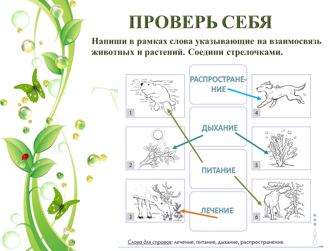 Какая взаимосвязь между растениями и растениями. Взаимосвязь растений и животных. Взаимосвязь животного и растения. Взаимодействие животных и растений в природе. Связь между растениями и животными.