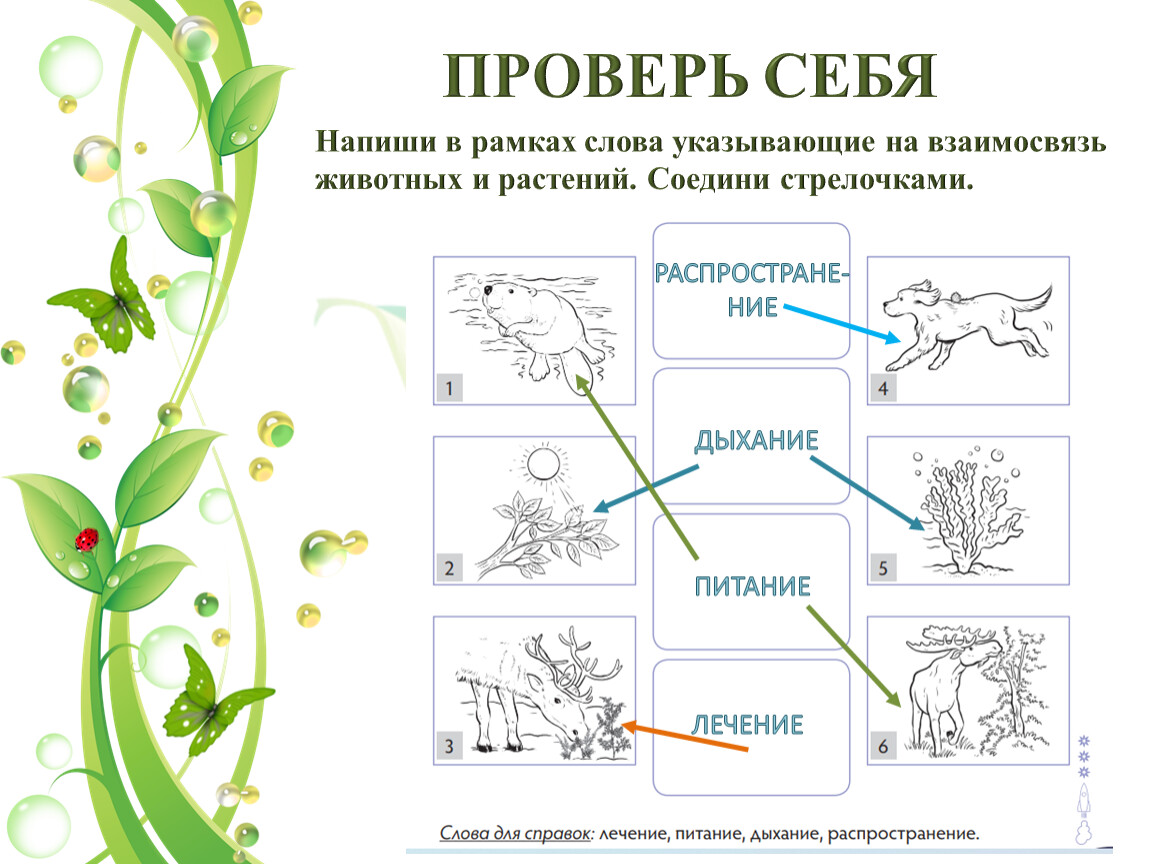 Примеры связей между растениями и животными