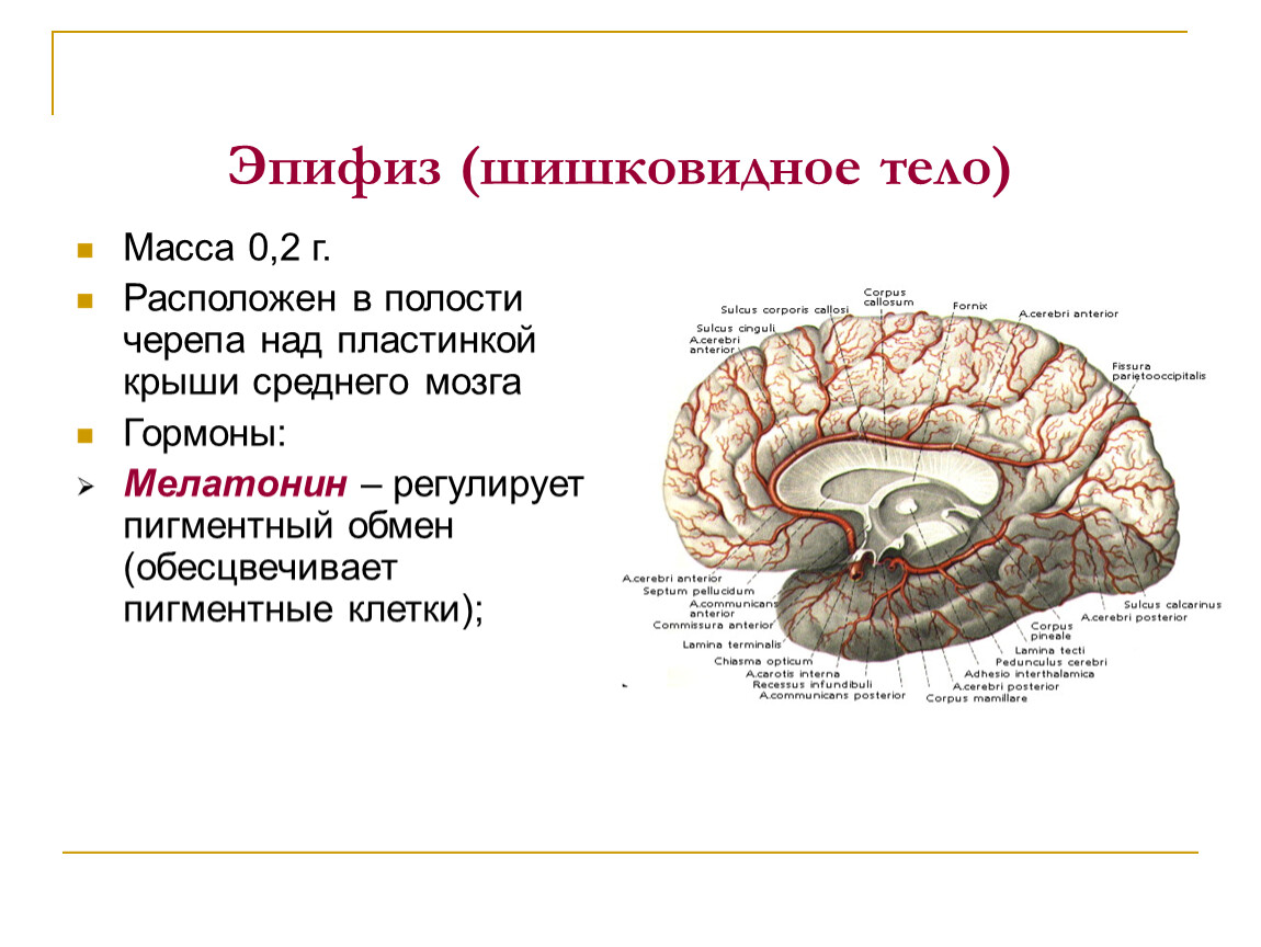 В полости черепа расположен. Строение мозга шишковидная железа. Эпифиз строение и функции. Строение головного мозга эпифиз. Эпифиз шишковидная железа месторасположение.
