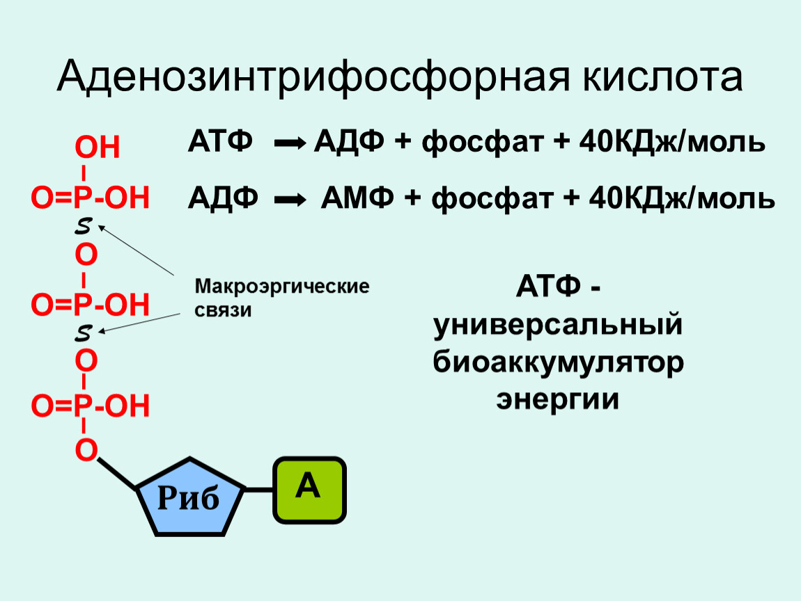 Макроэргические связи в молекуле атф. Химическая формула АТФ И АДФ. Строение молекулы АТФ. АДФ фосфат АТФ вода направленность реакции.