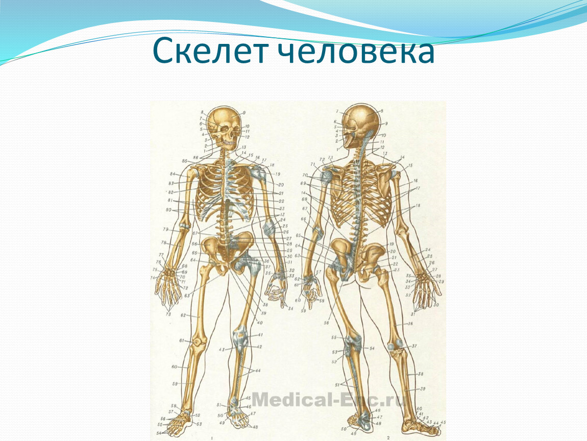 Для скелета не характерна. Эволюция скелета человека. Скелет человека ЕГЭ. Конструктор скелет человека.