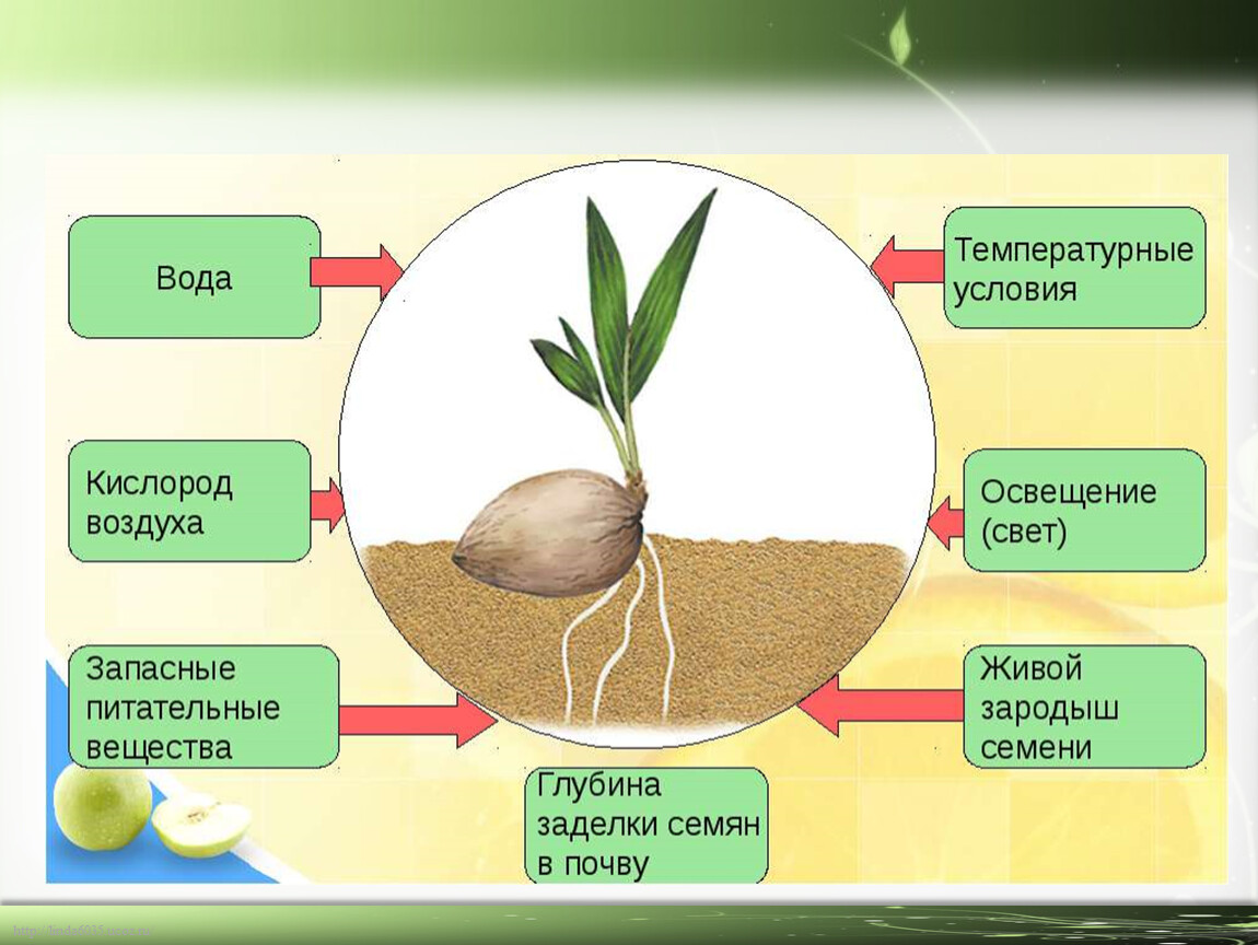 Хранение продуктов жизнедеятельности растительной. Условия необходимые для прорастания семян. Условия прорастания семян таблица. Факторы необходимые для прорастания семян. Условия прорастания сем.