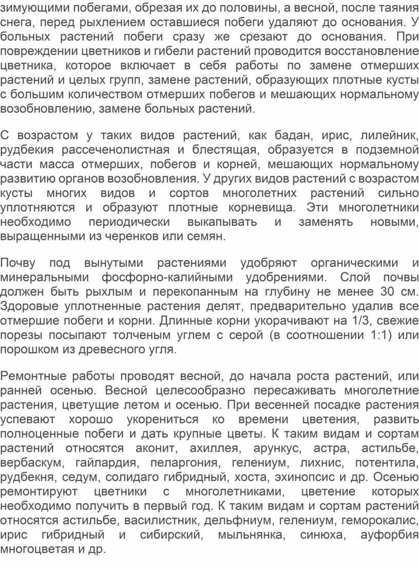 У больных растений побеги сразу же срезают до основания