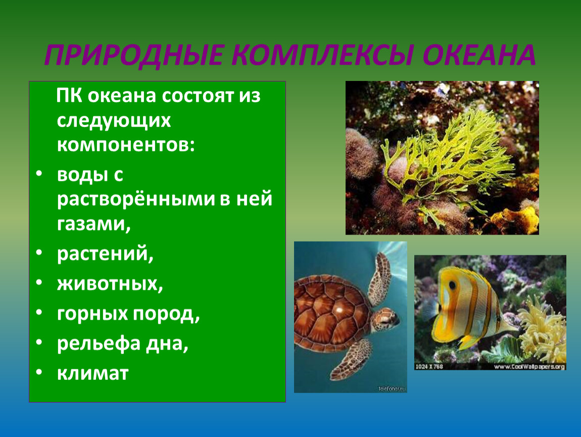 Составьте описание растительности животного мира и почв своей местности по плану 1 наиболее древний