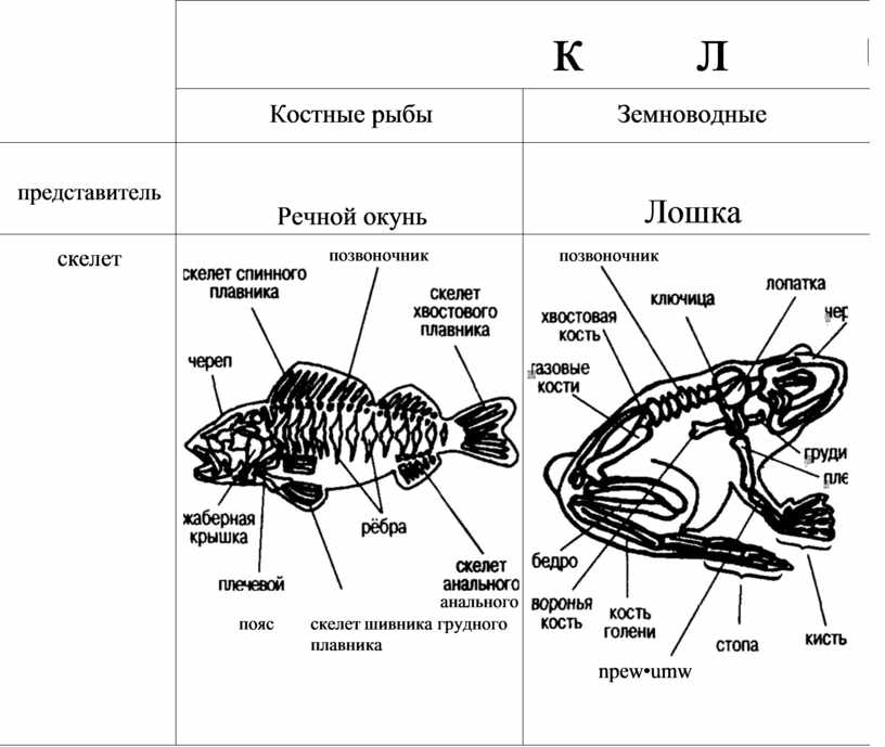 К какому классу относят животных схема строения сердца которых показана на рисунке костные рыбы