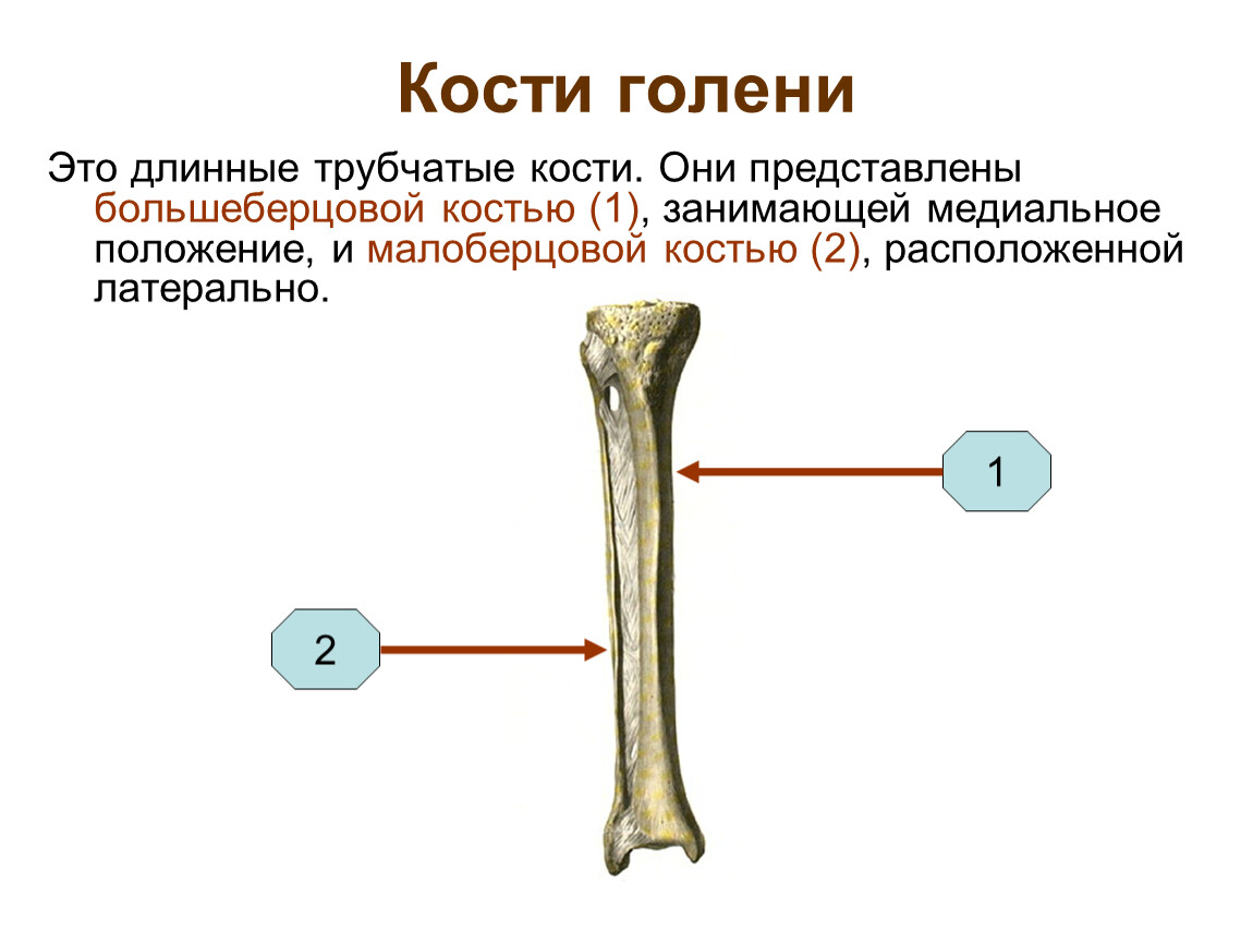 Меньше берцовая кость. Трубчатые кости человека. Большеберцовая кость это трубчатая. Берцовая кость это длинная трубчатая кость. Голень трубчатая кость.