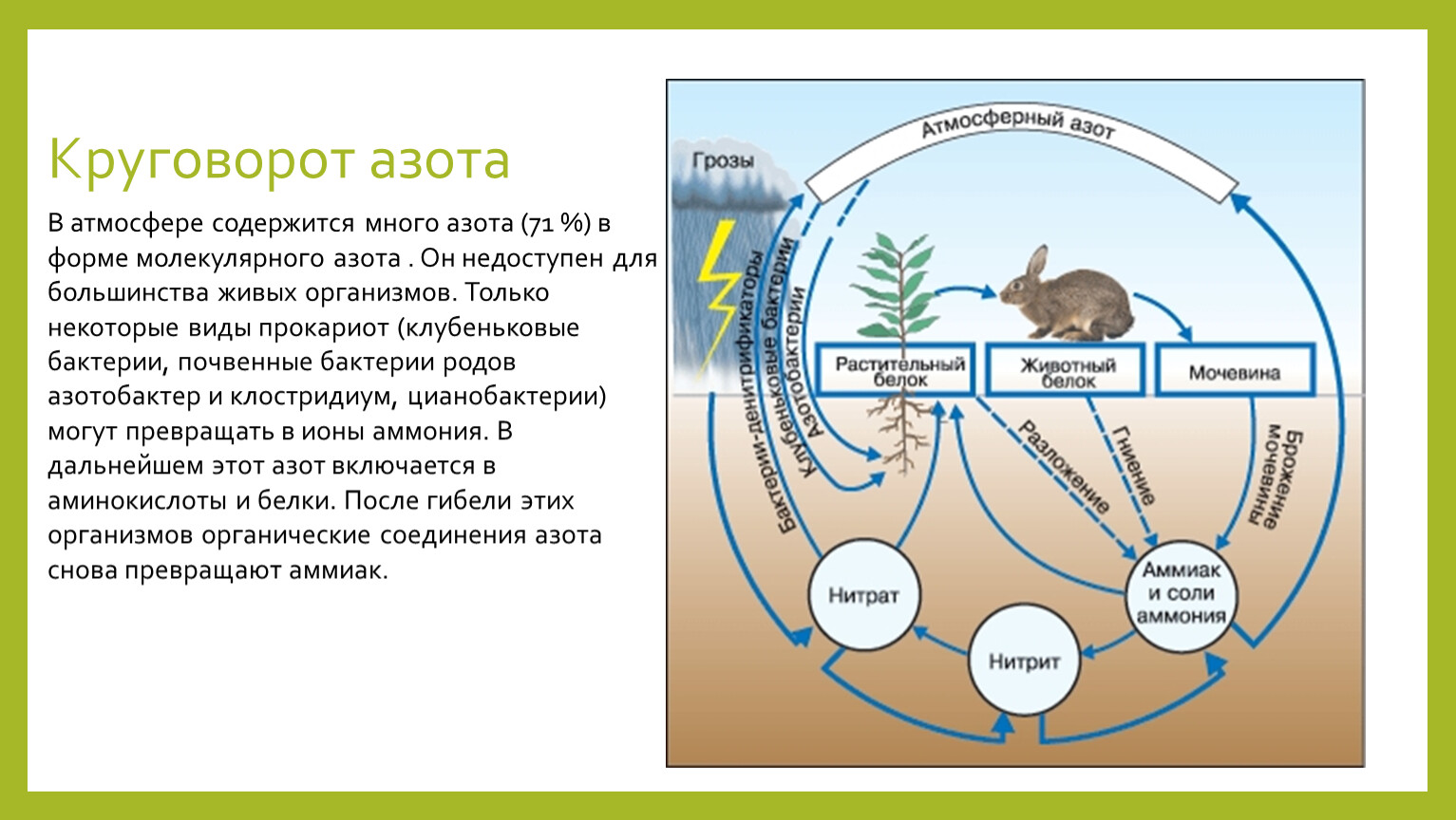 Как называется круговорот в природе. Биологический круговорот в биосфере. Схема биогеохимического круговорота в природе. Биологический цикл азота. Биогеохимический цикл азота схема.