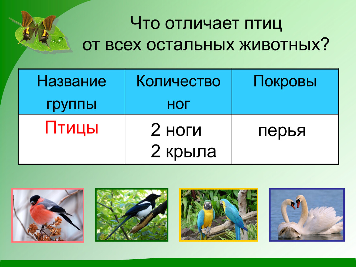 Группы животных 2. Группы животных. Птицы класс животных. Птицы группа животных названия. Презентация группы животных.