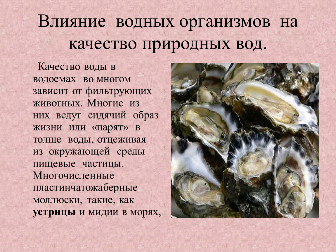 Воздействие среды на организм. Влияние водных организмов на качество воды. Влияние водных организмов на качество природных вод. Влияние организмов на водную среду. Воздействие водной среды на организм.