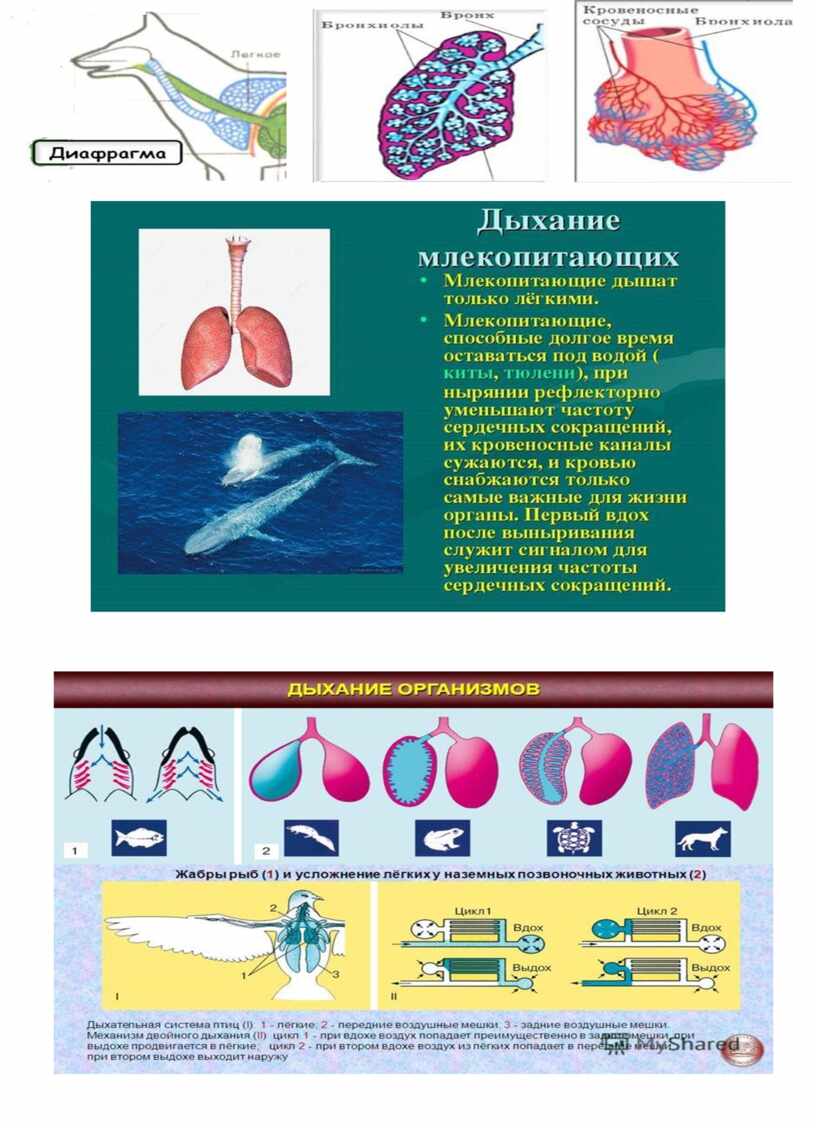 Опорный конспект "Эволюция дыхательной системы"
