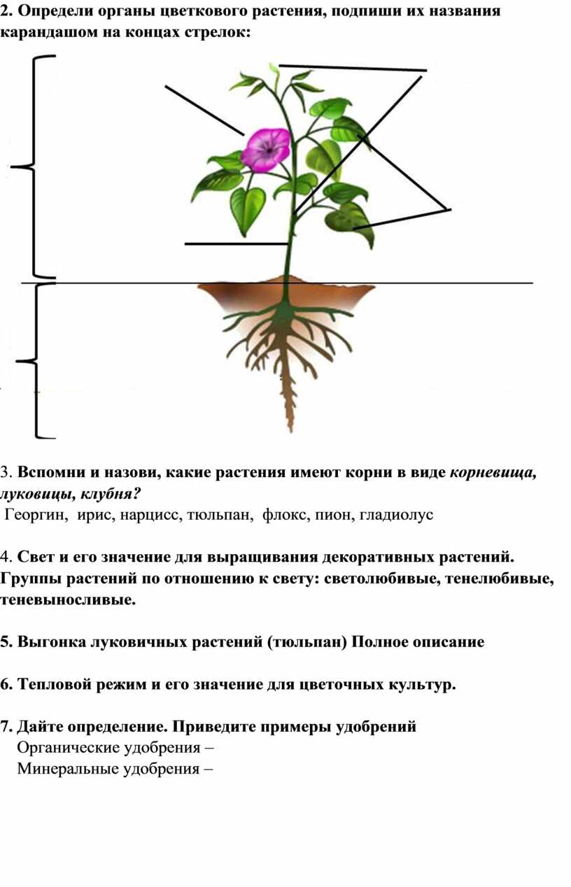 Сделай три рисунка дерево кустарник травянистое растение подпиши их 2 класс окружающий мир