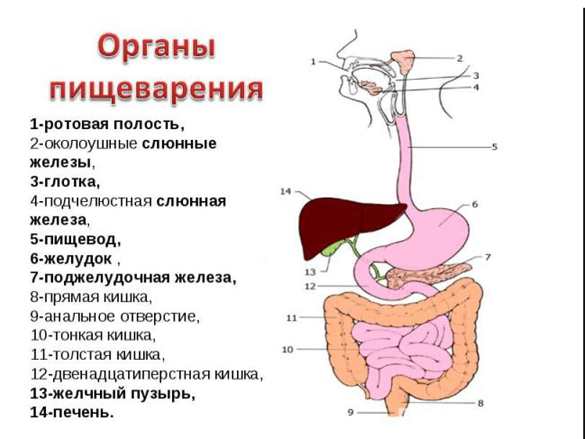 Пищеварительный ротовой полости