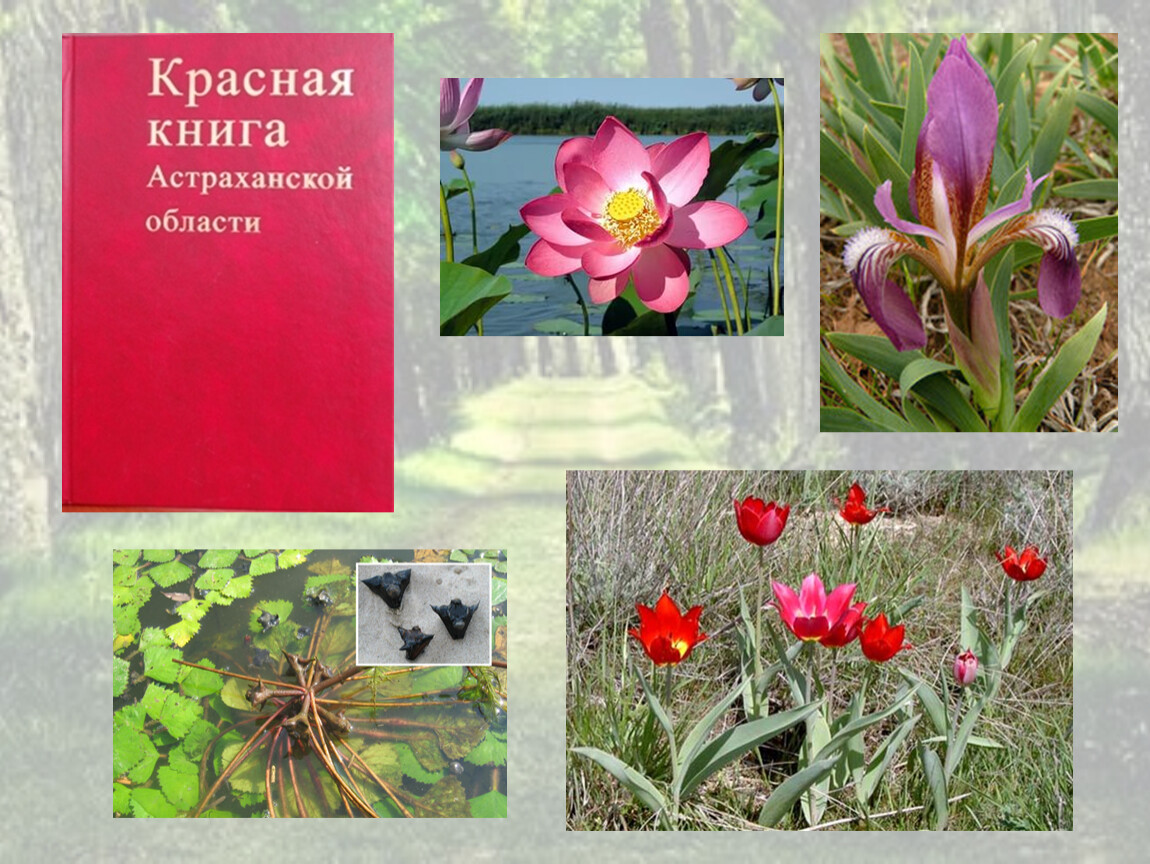 Красная книга фото растений фото