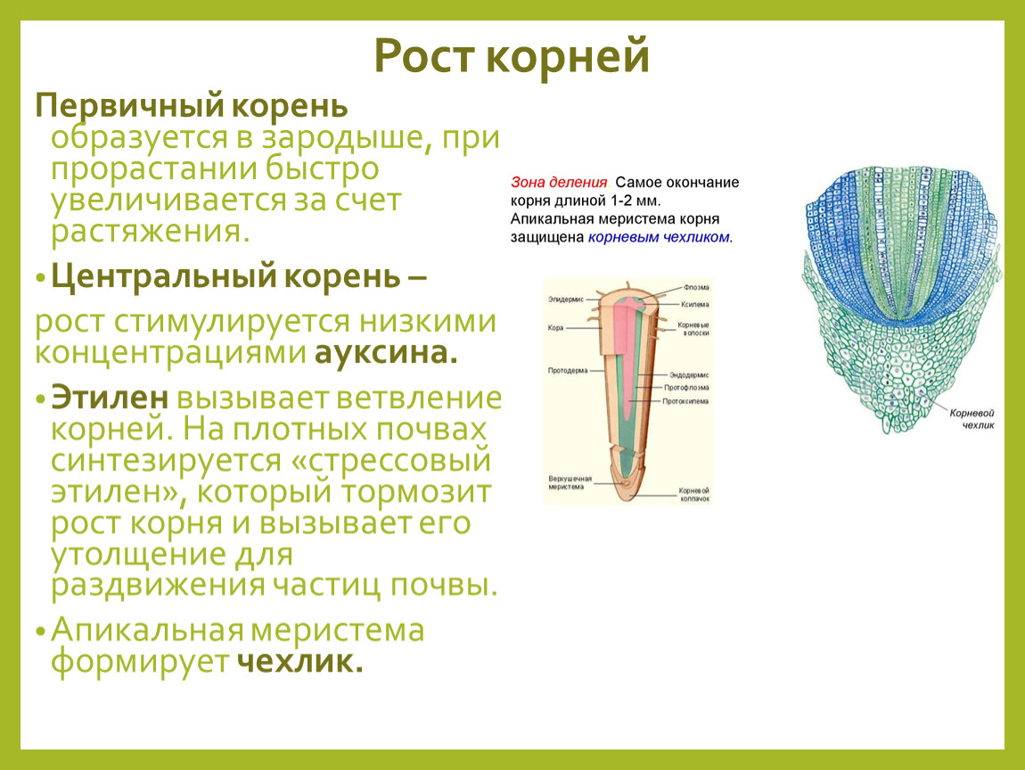 Скорость роста корня. Рост корня. Рост кончика корня. Рост корня растений. Типы роста корня.