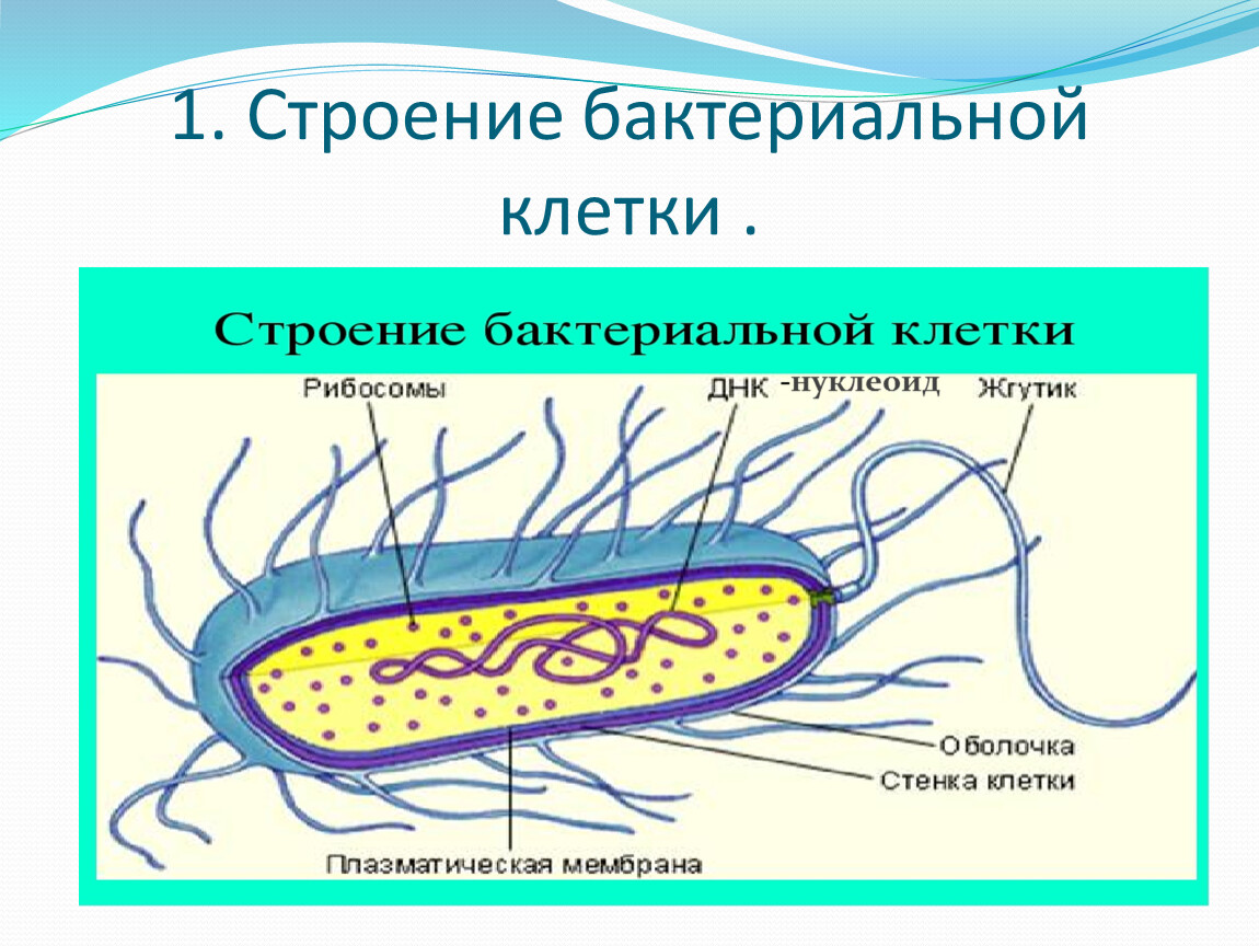 Органоиды клетки прокариота. Строение клетки бактерии. Органоиды бактериальной клетки 5 класс. Схема строения бактериальной клетки микробиология. Рис строение бактерий бацилл.