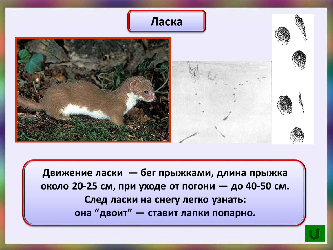 Следы ласки на снегу. Ласка зверек следы на снегу. След ласки на снегу отличия от мыши. Следы ласки на земле. След ласки на снегу описание.