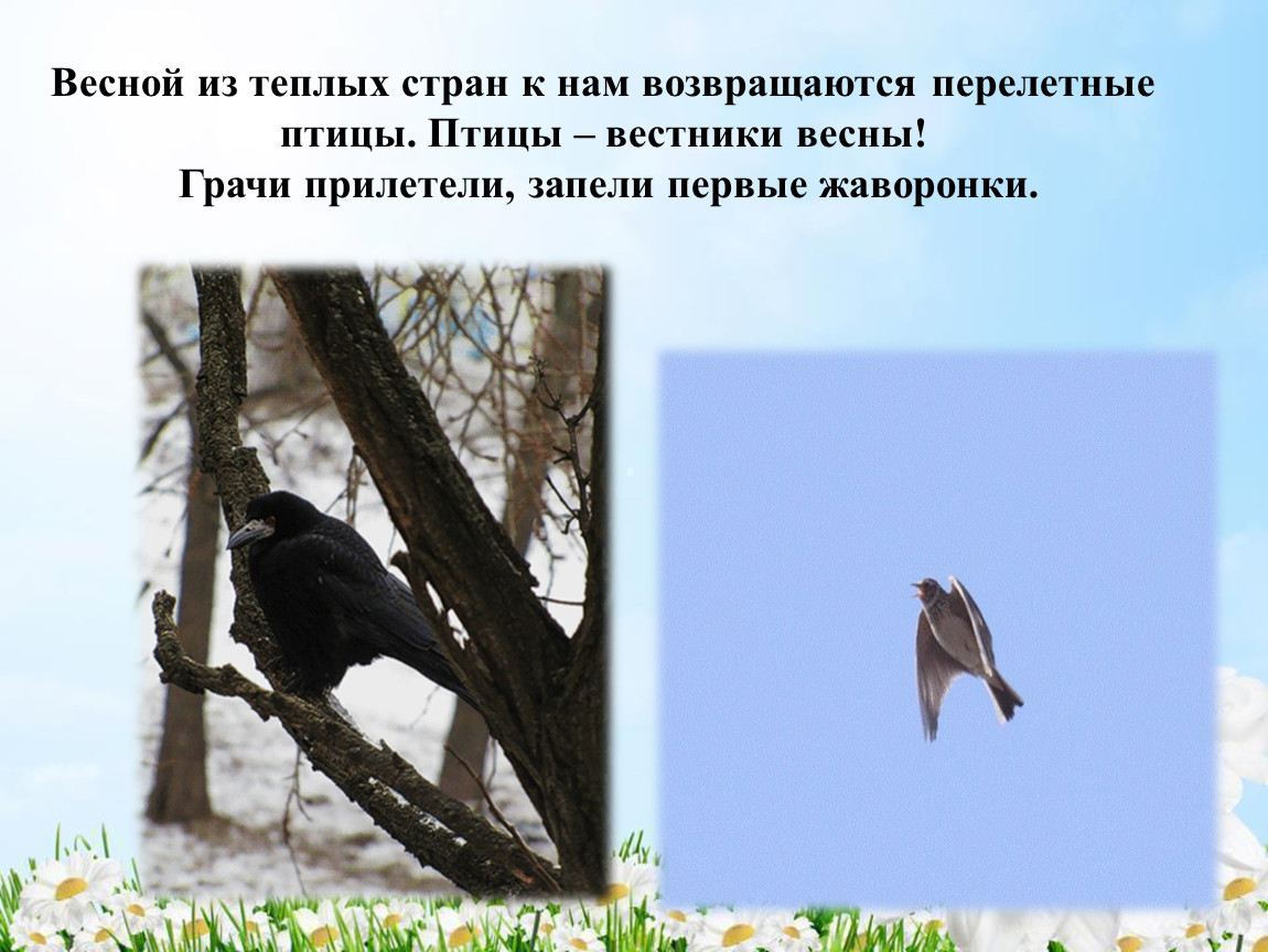 Прилетают из теплых краев. Перелетные птицы весной. Птицы прилетают к нам весной. Птицы возвращаются весной.