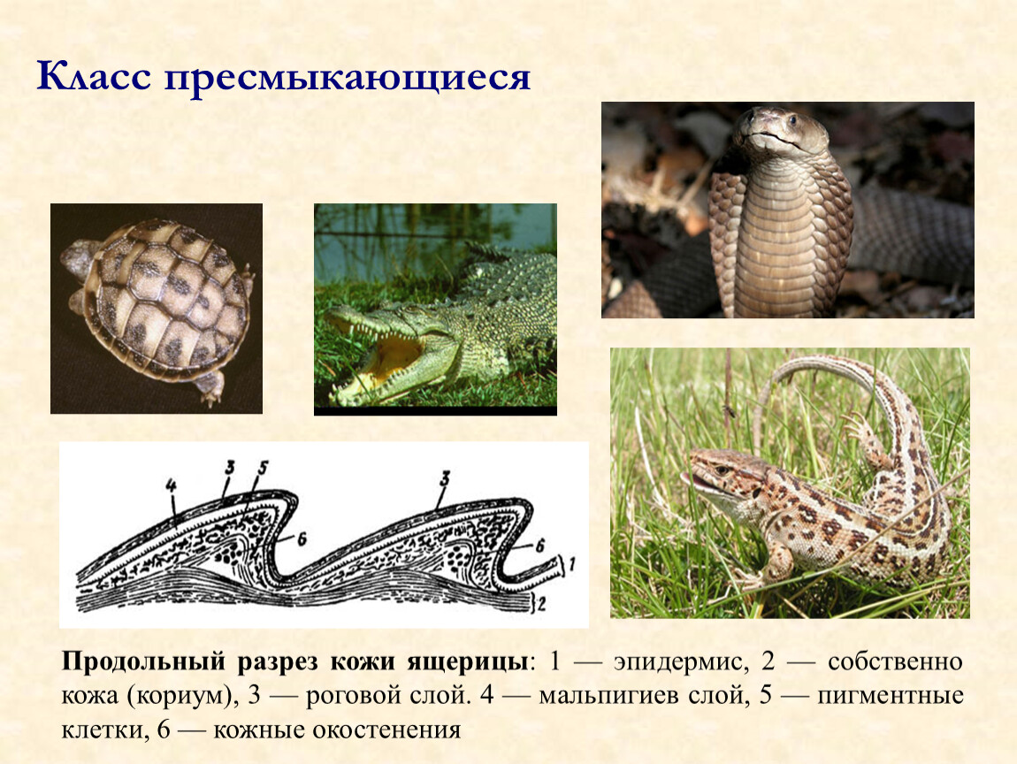 Какие кожные покровы у рептилий. Покров класса пресмыкающиеся. Продольный разрез кожи ящерицы. Покровы ящерицы. Класс пресмыкающиеся покровы тела.