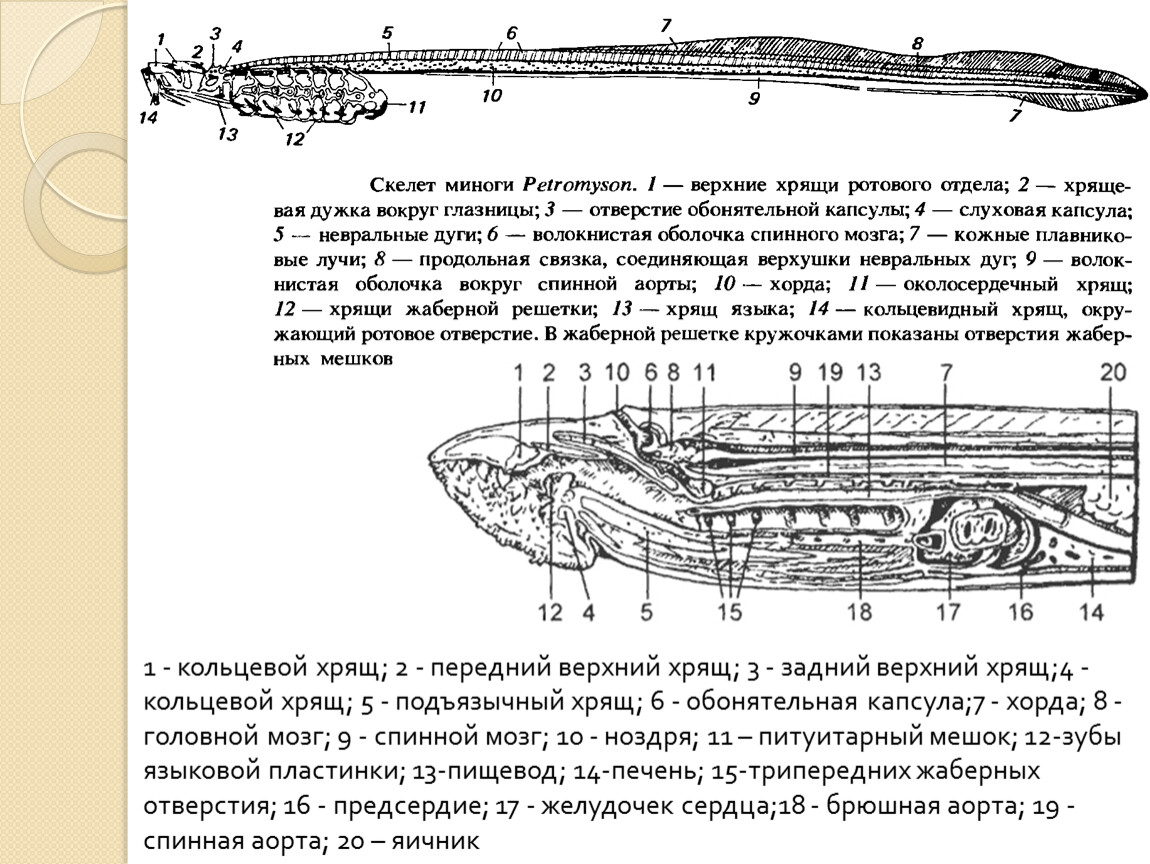 Рассмотрите рисунок 139 известно что многие рыбы погибают от нанесенных миногой многочисленных ран