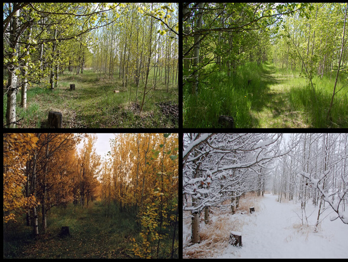 Именно в эту пору года. Пейзаж в Разное время года. Лес в Разное время года. Лес зимой летом весной осенью. Поры года.