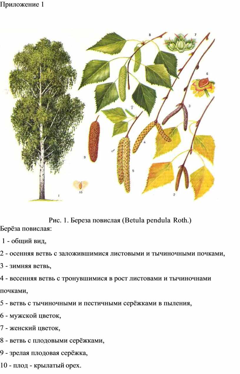 Строение березы схема