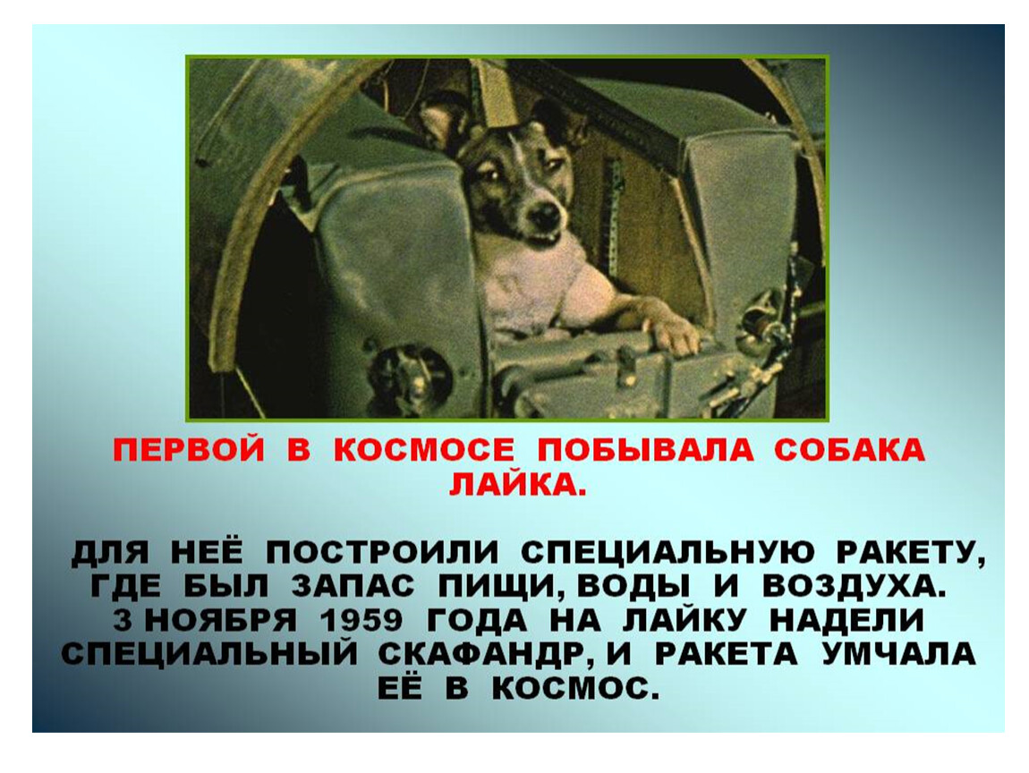 Самая первая собака полетевшая в космос