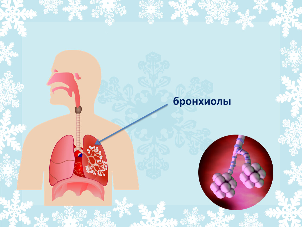 Окружающий мир 3 класс дыхание и кровообращение презентация 3 класс