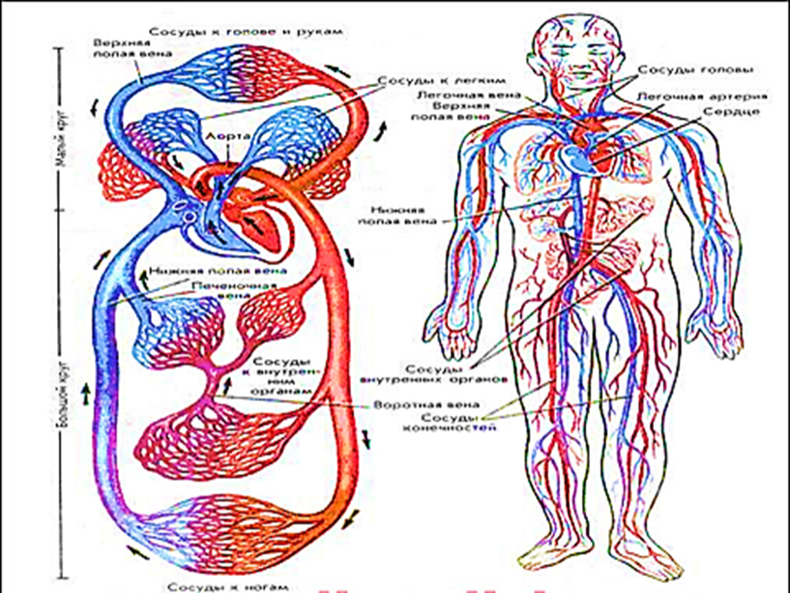 Вены и артерии человека в картинках