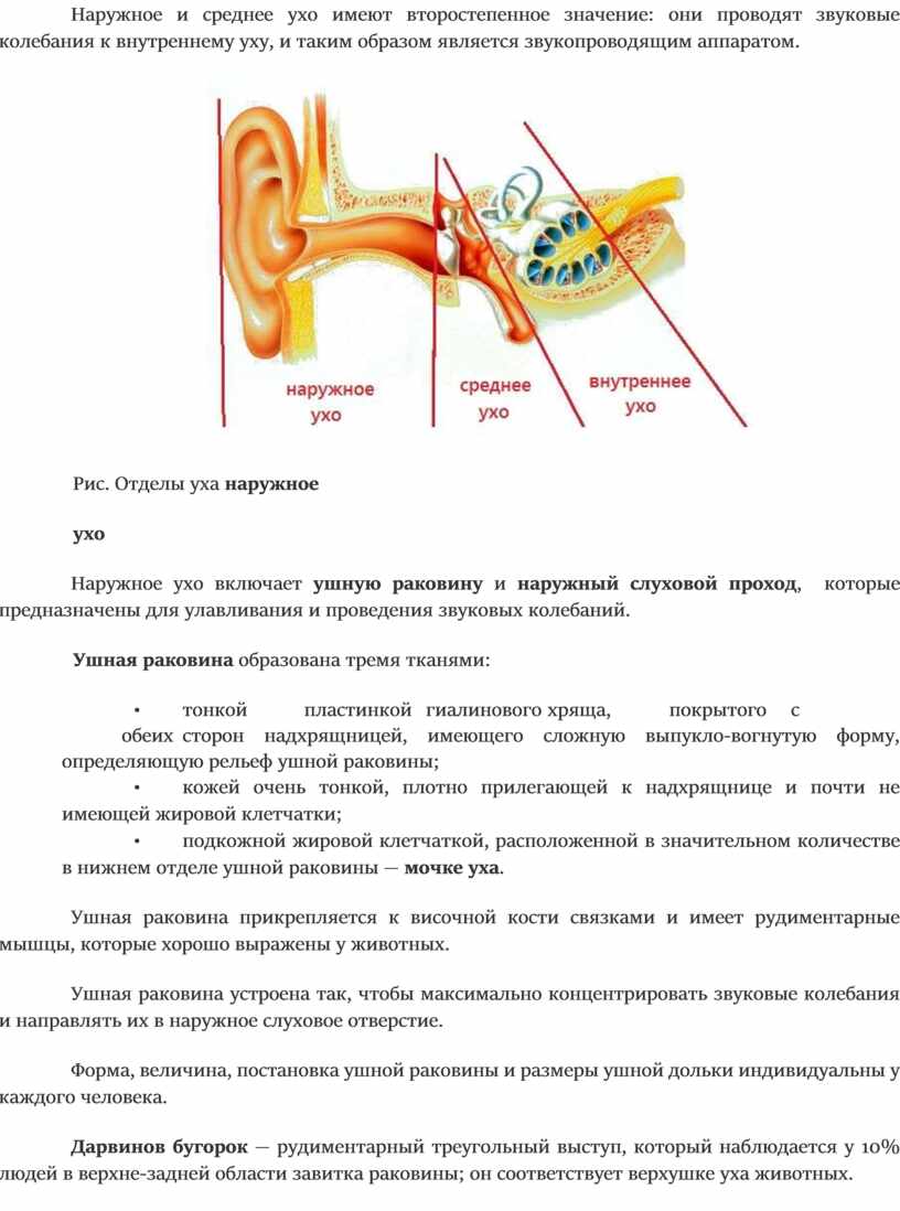 К среднему уху относятся